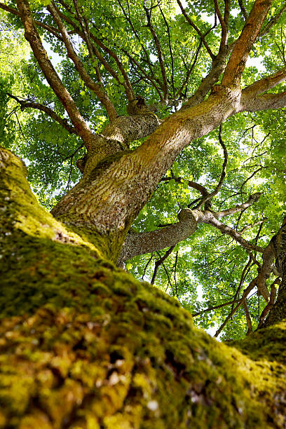 istock The trunk of old oak tree. 519683026