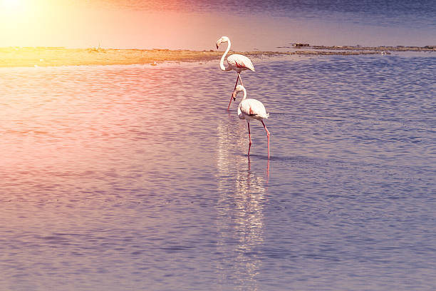 Pink Flamingo in Camargue at sunset - France