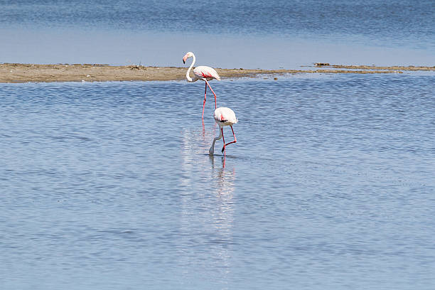 istock Pink Flamingo in Camargue 519683386