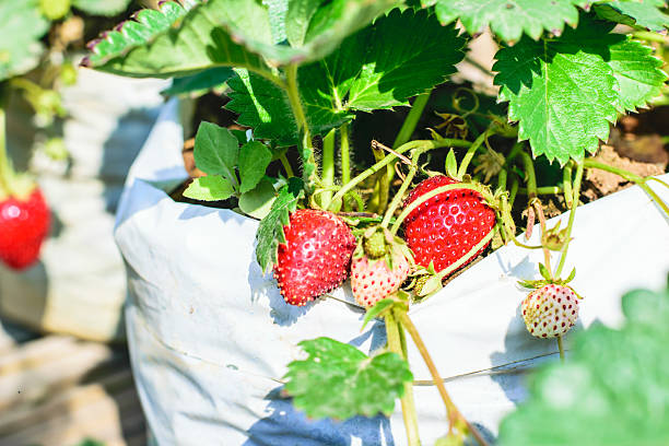 istock strawberrie in the planting strawberry 519683564