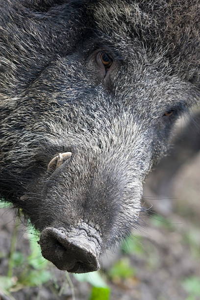 istock Portrait of a wild boar 519683832