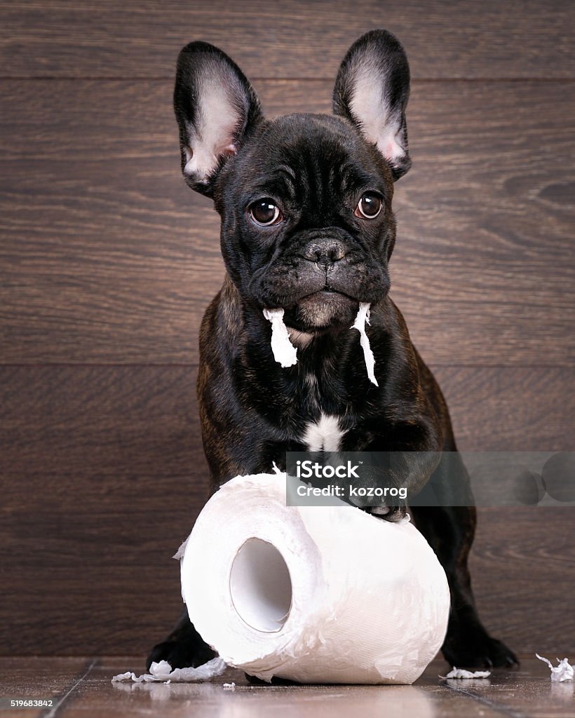 cazar Mentor métrico Divertido Perro Jugando Con Papel Higiénico Foto de stock y más banco de imágenes de Papel higiénico - Papel higiénico, Perro, Bulldog francés - iStock cazar Mentor métrico Divertido Perro Jugando Con Papel Higiénico Foto de stock y más banco de imágenes de Papel higiénico - Papel higiénico, Perro, Bulldog francés - iStock