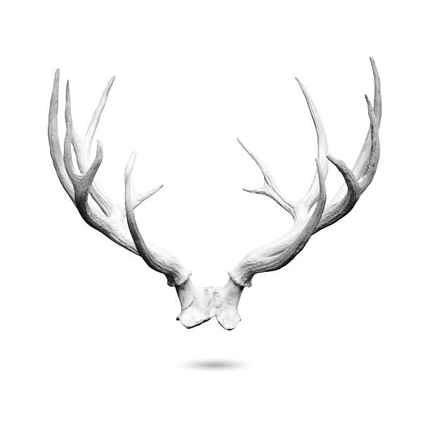 ramure isolé - antler stag deer trophy photos et images de collection