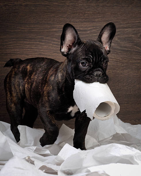 istock Funny dog playing with toilet paper 519683918