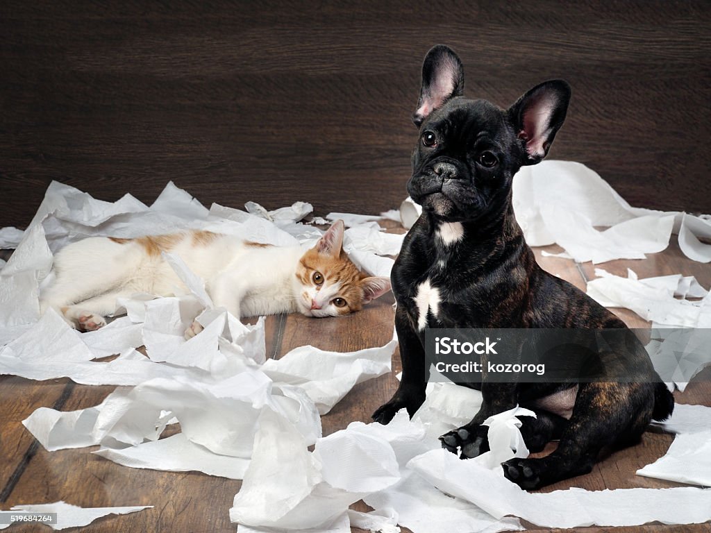 Funny dog and cat playing with toilet paper Funny dog and cat playing with toilet paper. Dog French Bulldog puppy, black color. Background wood. Cat - white with red kitty Dog Stock Photo