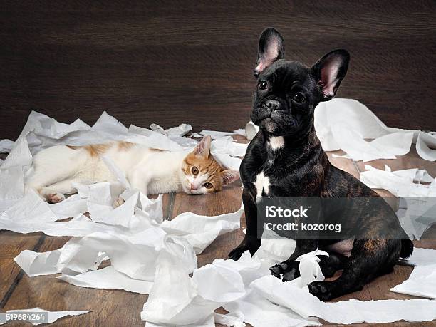 Funny Dog And Cat Playing With Toilet Paper Stock Photo - Download Image Now - Dog, Domestic Cat, Messy