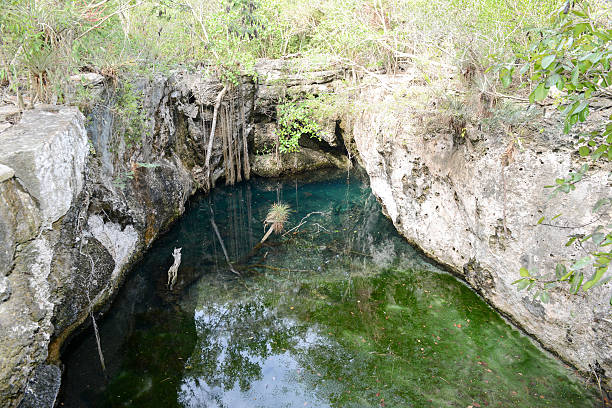 istock Forest with a cenote at Giron 519684458