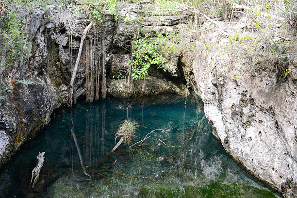 istock Forest with a cenote at Giron 519684546
