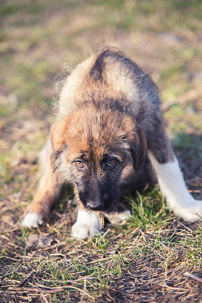 portrait de triste jeune chien sur gazon - 7 week old photos et images de collection