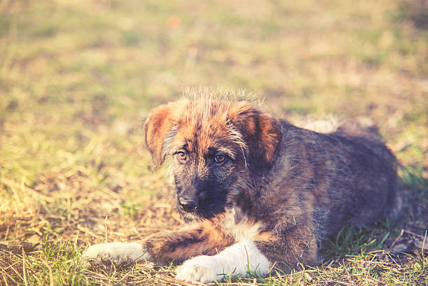 joli portrait de jeune chien sur gazon - 7 week old photos et images de collection