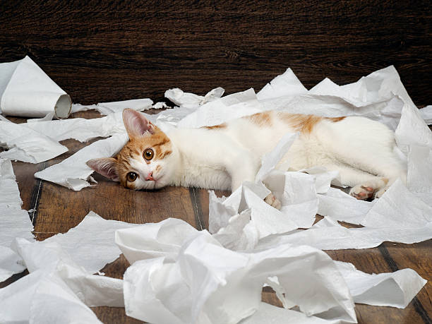 istock Funny kitten playing with the toilet paper 519685138