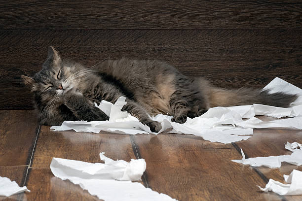 istock Big gray cat playing with the toilet paper 519685584