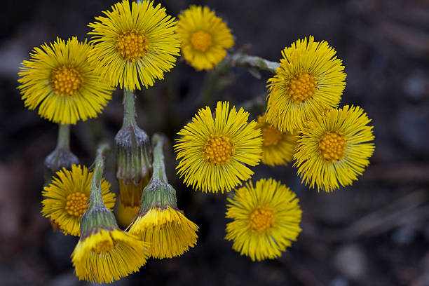 Coltsfoot (Tussilago) flowers captured in a forest near Zurich City. The flowers often where used as herbal medicine. They appear at the beginning of spring season.