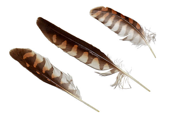 istock Kestrel falcon feathers set isolated on white 519685881