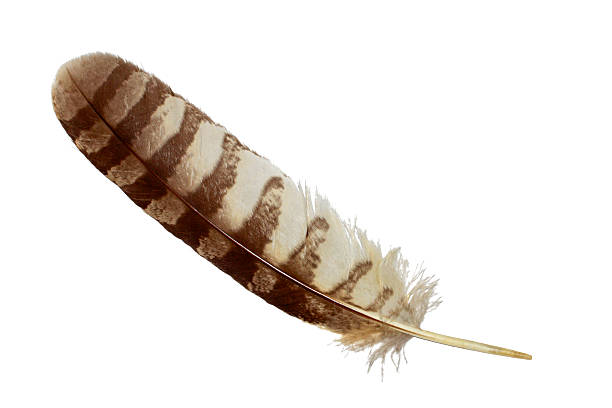 Spotted eagle owl feather isolated on white Spotted eagle owl feather isolated on white spotted eagle stock pictures, royalty-free photos & images