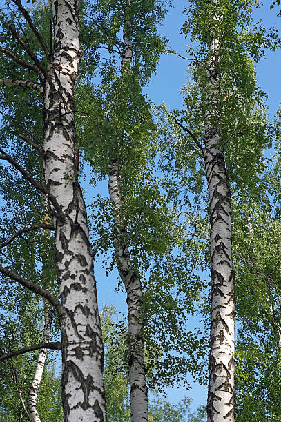 istock Several trunks of birch trees against the blue sky 519685987