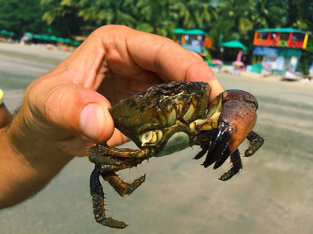 istock Crab in men's hand on the beach 519686562