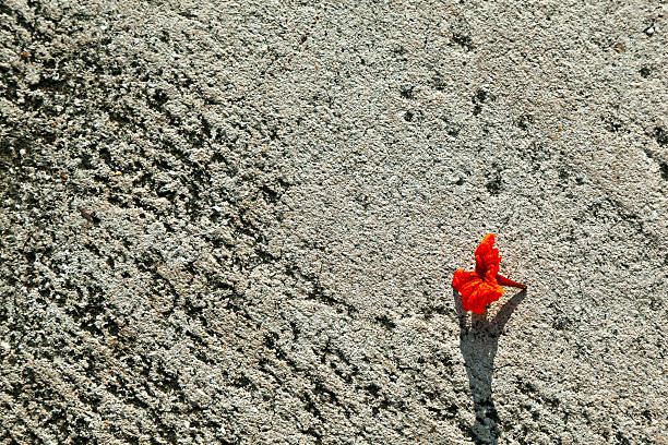 red blossom lying at the street