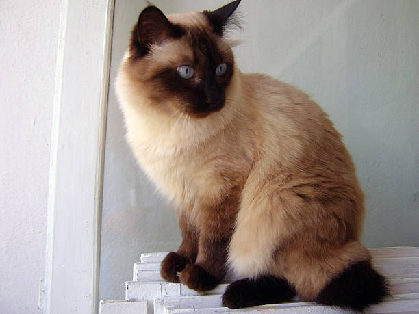 istock Cute male siamese cat staring 519686651