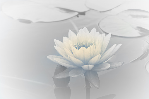 Water Lily in pond