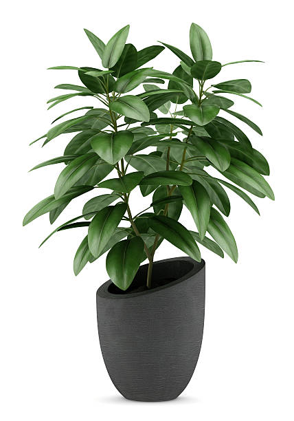 観葉植物、ブラックのポットで分離白背景 - 観葉植物 ストックフォトと画像