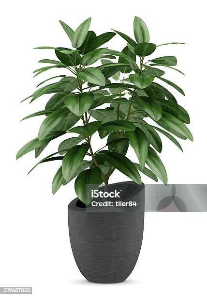 Houseplant In Black Pot Isolated On White Background Stock Photo - Download Image Now