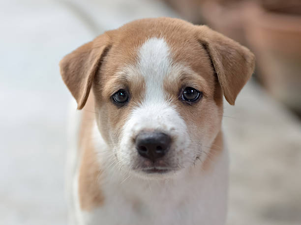 istock Thai Bangkaew Dog ,Puppy 519687138
