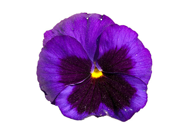 istock Pansy flower isolated in white 519687240