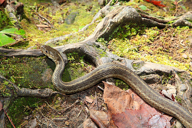 istock Closeup of a Common Garter Snake 519687447