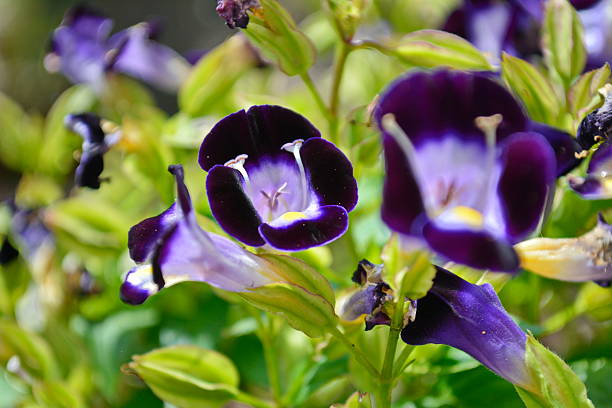 istock Beautiful Torenia flowers 519687524