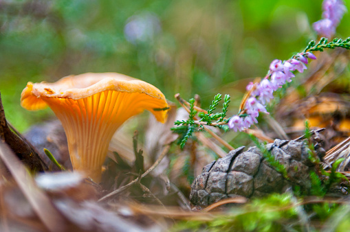 Chanterelle, blooming Heather and fir cone. Autumn in Sweden.