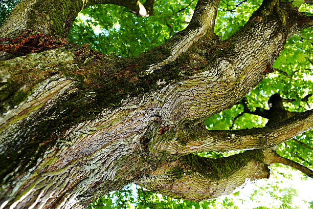istock The trunk of old oak tree. 519687654