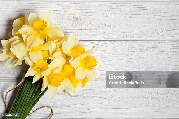 Daffodil Stock Photo - Download Image Now - Daffodil, Anniversary, Beauty