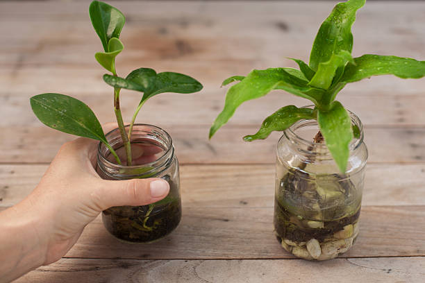 istock holding plant at wooden table 519687882