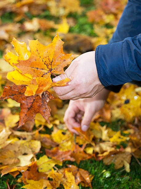 istock Human hand gathering autumn leaves 519688123