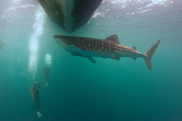 istock Whale Shark underwater approaching a scuba diver 519688909