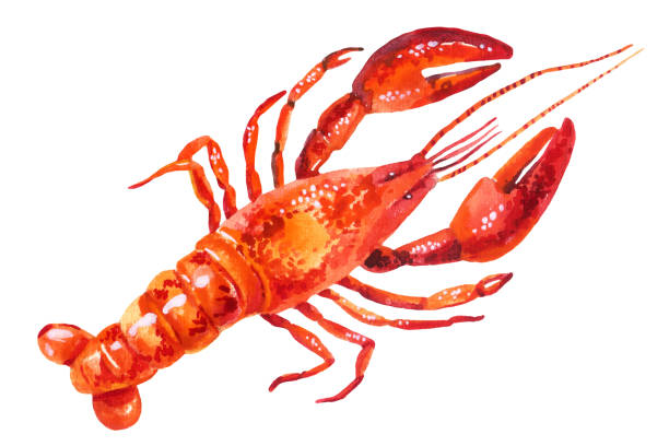 ilustrações de stock, clip art, desenhos animados e ícones de ilustração em aquarela de lagosta - lobster