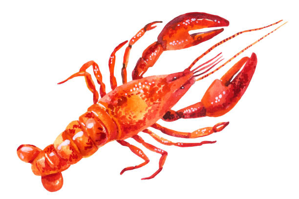 watercolor illustration of lobster - 龍蝦 幅插畫檔、美工圖案、卡通及圖標