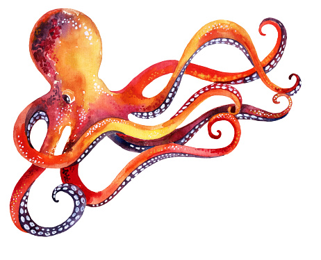 watercolor octopus isolated on white background. Hand painted illustration