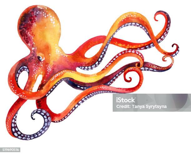 Octopus Isolated On White Background Stock Illustration - Download Image Now - Octopus, Illustration, Watercolor Painting