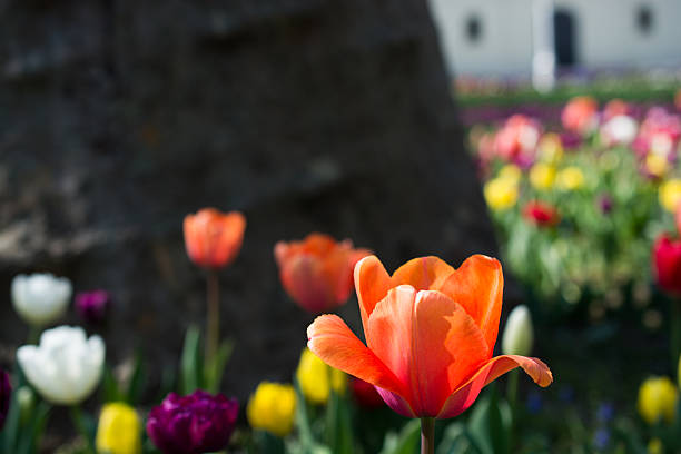 istock tulips of various colors in nature in spring 519690870