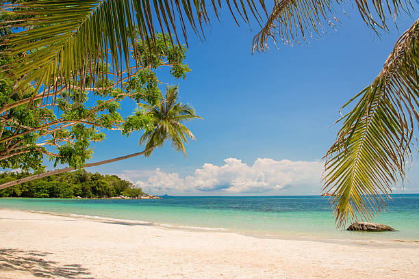 istock Tropical beach landscape with a leaning palm tree 519691786