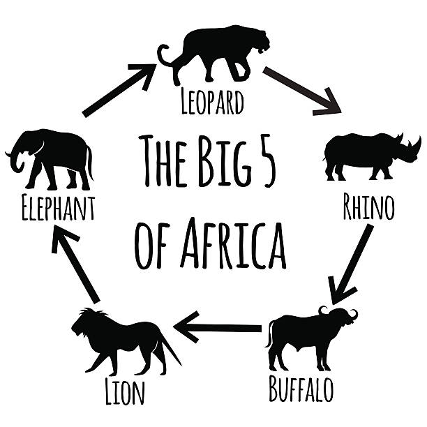 illustrations, cliparts, dessins animés et icônes de big cinq de l'afrique. - five animals