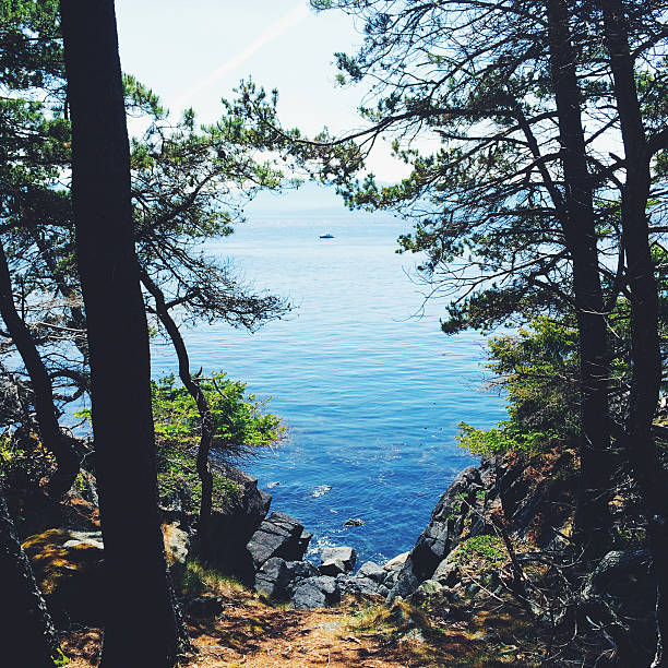 Pathway through trees to Sooke reservoir, British Columbia, Canadahttp://bit.ly/10Ez8dS