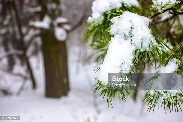Covered Christmas Fir Branch With Snow And Drops Stock Photo - Download Image Now - Branch - Plant Part, Branchlet, Close-up