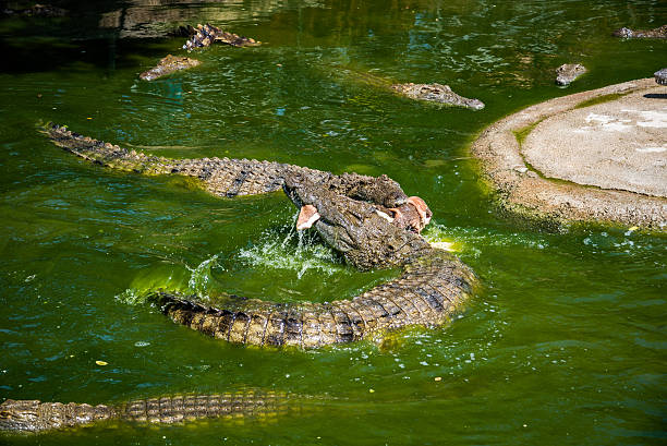 crocodilídeos brigando por comida no parque. - crocodile alligator australia animal teeth imagens e fotografias de stock