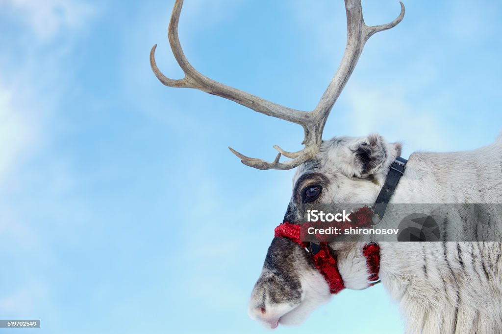 Santas reindeer Side view of reindeers head Reindeer Stock Photo