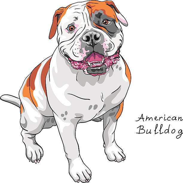 illustrations, cliparts, dessins animés et icônes de vecteur croquis chien race de bouledogue américain - american bulldog