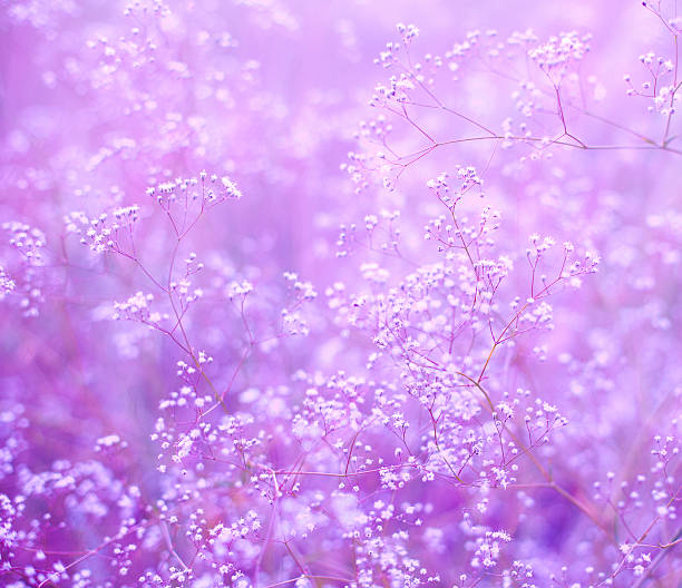 istock Flowers purple background 519704789