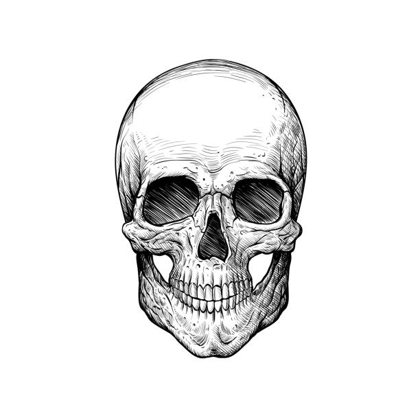 skull sketch tattoo design. hand drawn vector illustration - 人類骨架 插圖 幅插畫檔、美工圖案、卡通及圖標